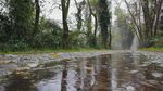 雨后林间积水倒影景致