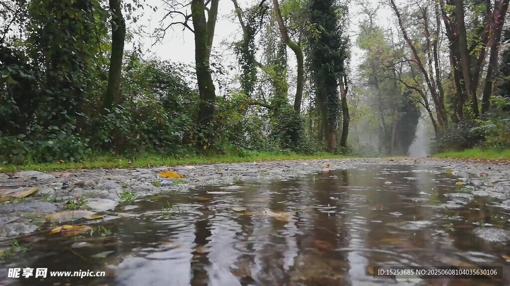 雨后林间积水倒影景致