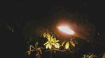 暗夜中发光植物的神秘景象