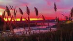 夕阳下的芦苇美景