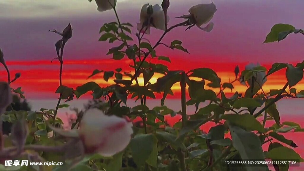 夕阳下的植物美景