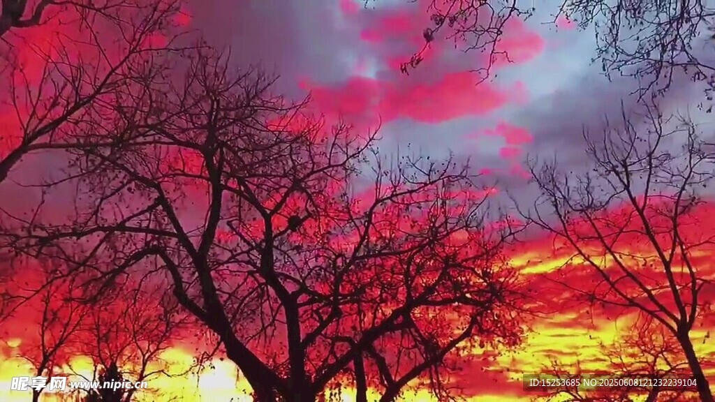 夕阳下的绚烂树木剪影