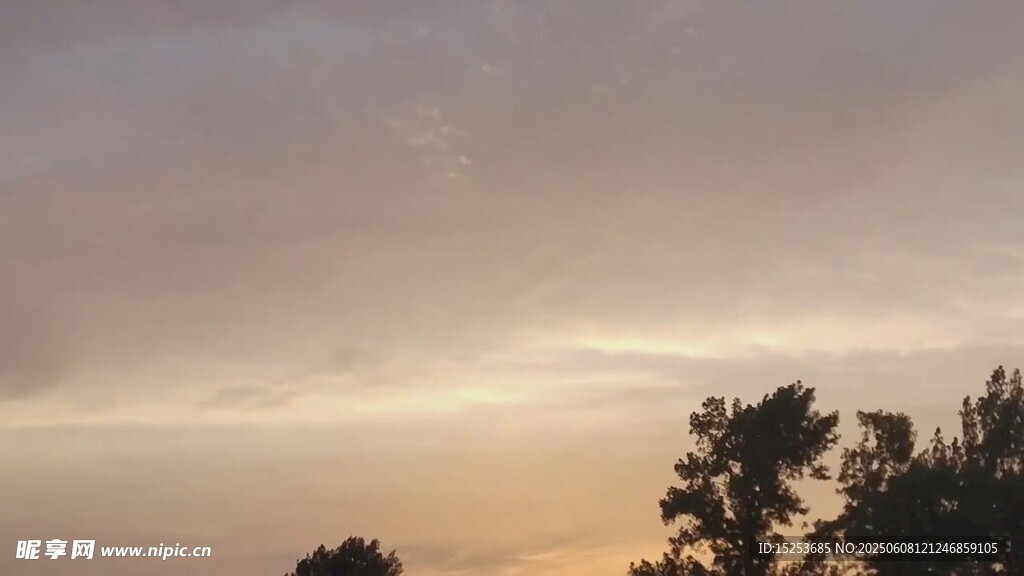 黄昏下的树木剪影