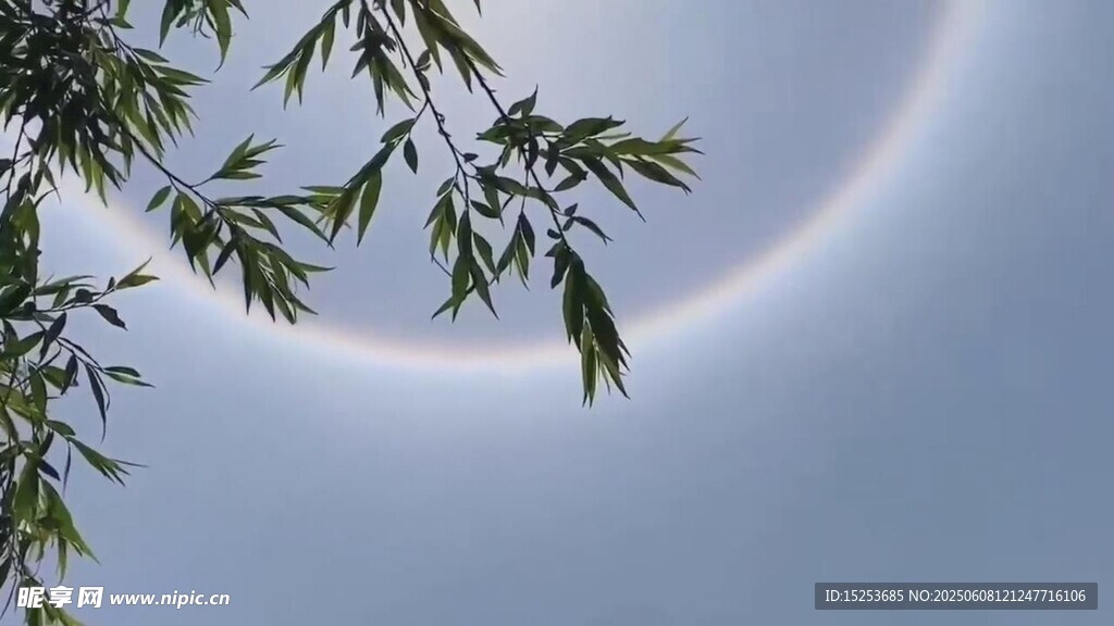 天空中竹叶旁的日晕景观