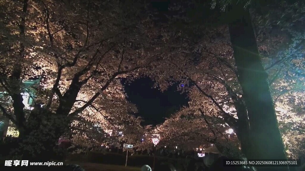 夜晚树下的心形灯光美景