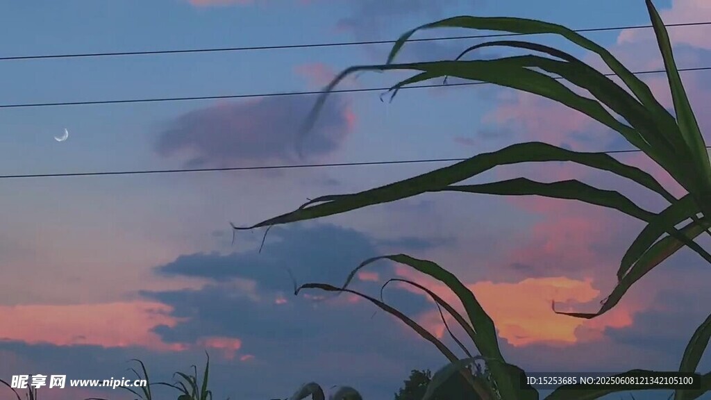 夕阳下的植物枝叶美景