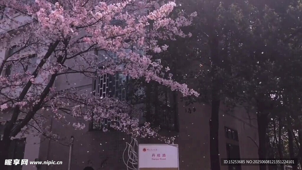樱花树下的静谧景致