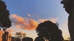 夕阳下的树木与绚丽云彩