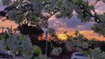 夕阳下繁花盛开的景致