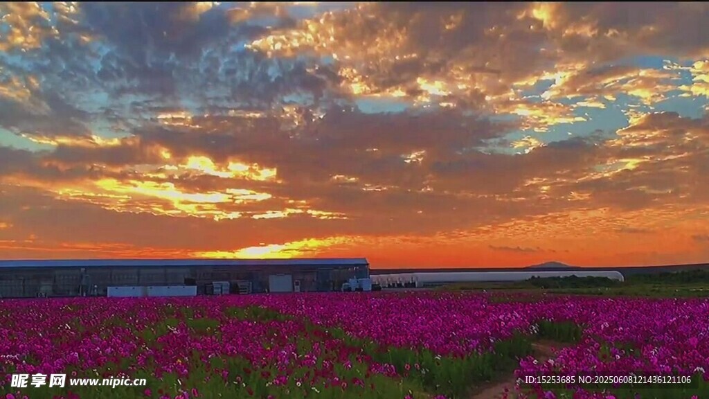 夕阳下的绚烂花海