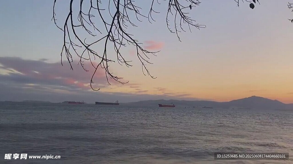 海边暮色中的垂枝美景