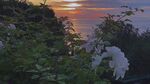 夕阳下的绿植与白色飞鸟