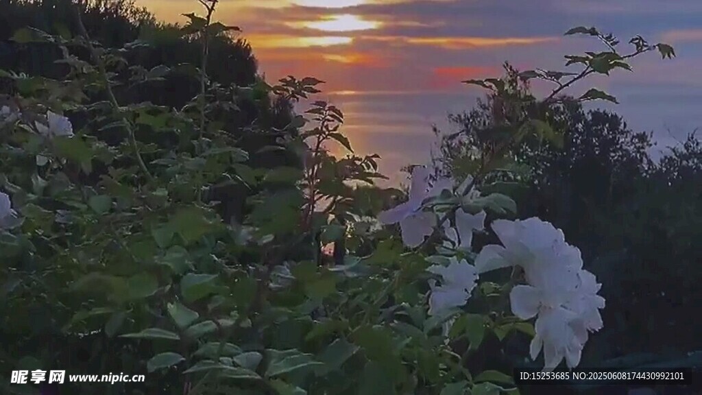 夕阳下的绿植与白色飞鸟