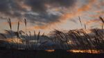 夕阳下的芦苇美景