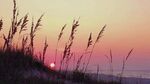 夕阳下的海边芦苇美景