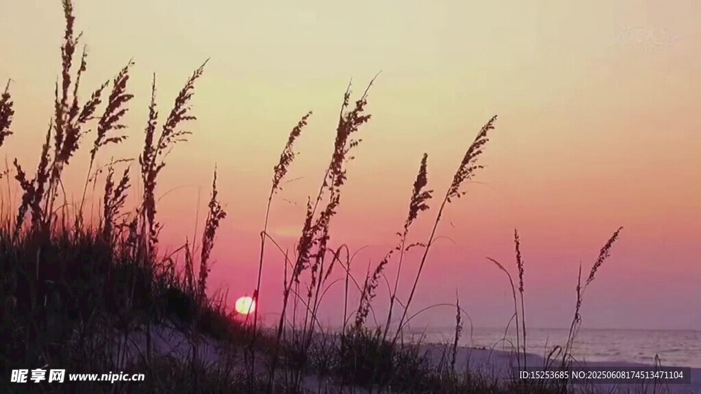 夕阳下的海边芦苇美景