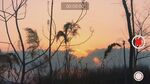 黄昏下的芦苇与树木景观