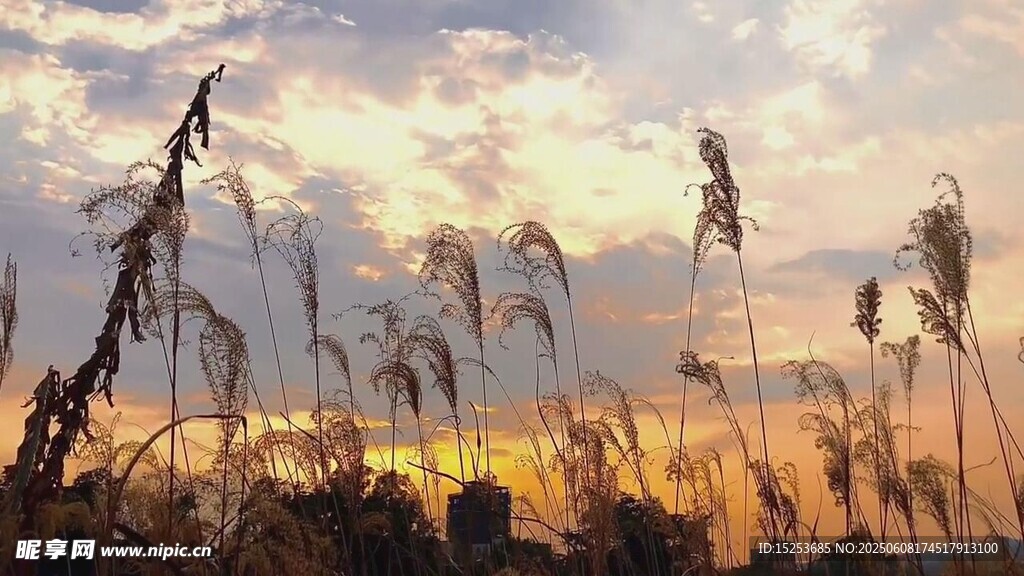 夕阳下的芦苇随风摇曳