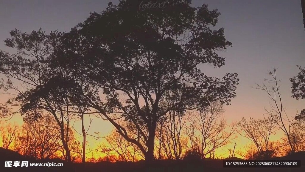 夕阳下的树木剪影