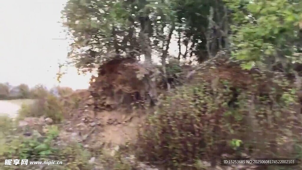 野外河岸旁的植被景观