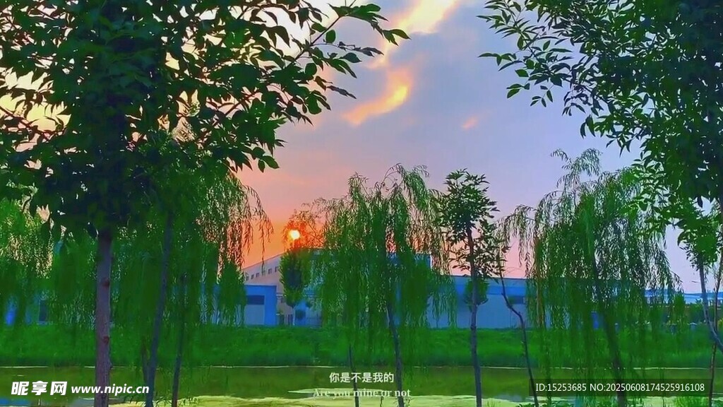 夕阳下的绿树草地美景