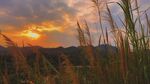 夕阳下的芦苇美景