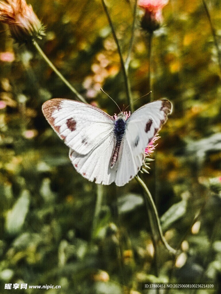 蝴蝶