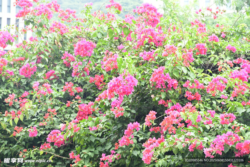 花鲜花粉色花卉