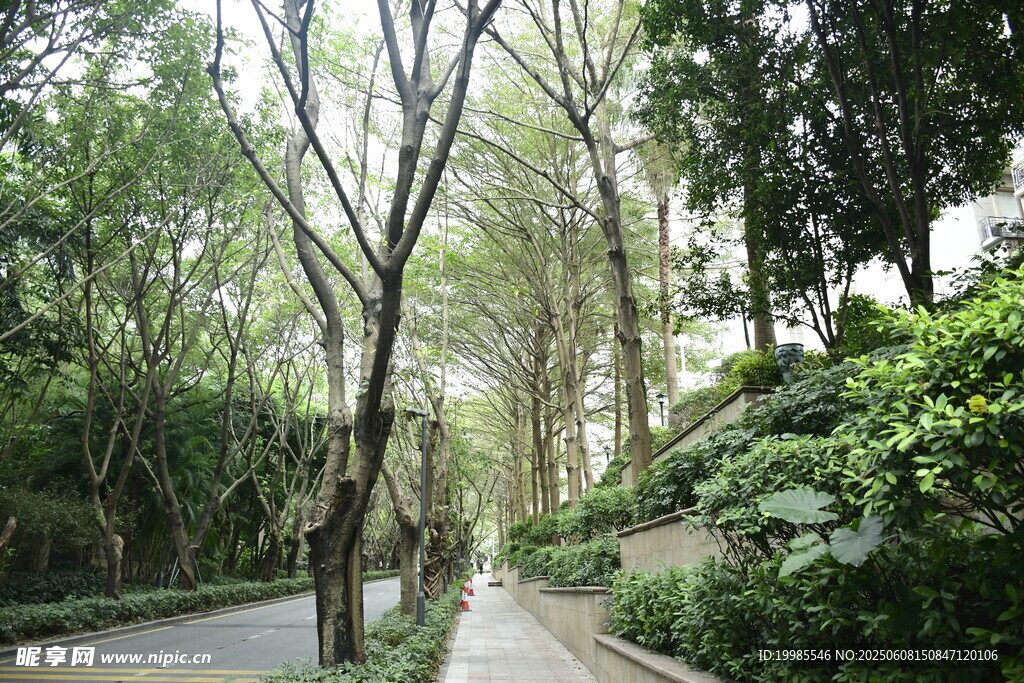 绿色行道树绿化带景区景观