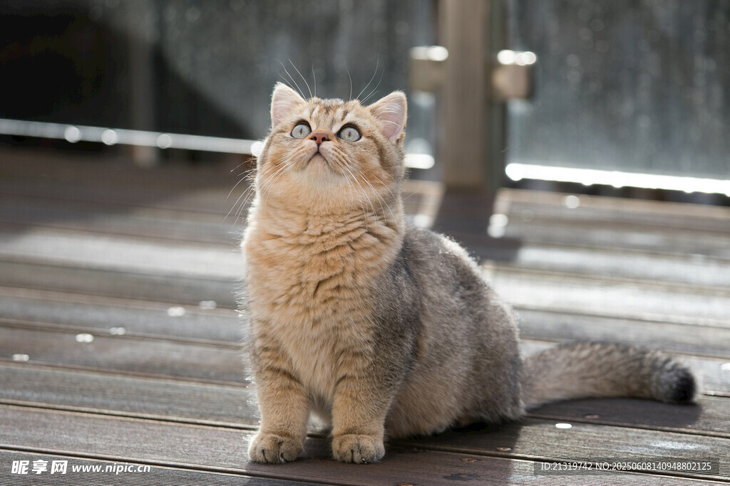 可爱猫咪端坐木平台