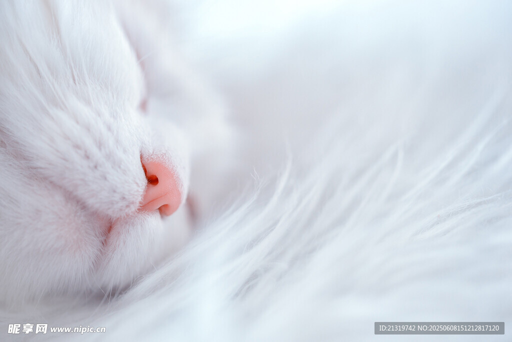 熟睡的白色猫咪特写