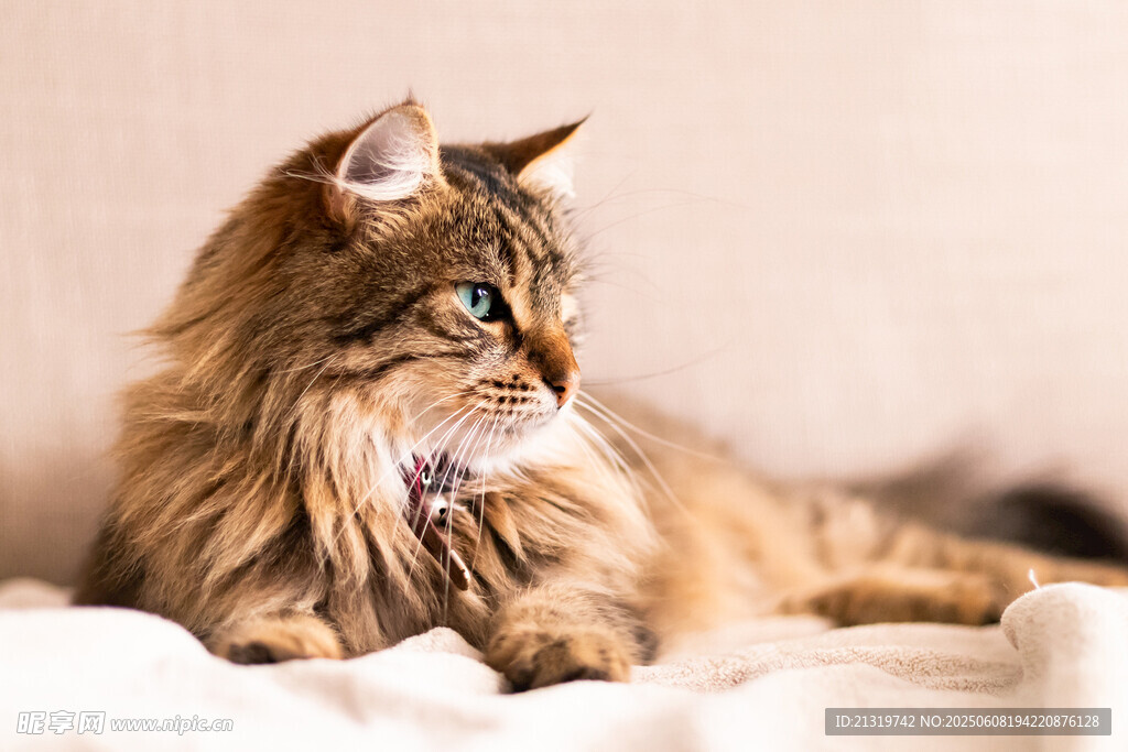 长毛猫咪侧卧温柔凝视