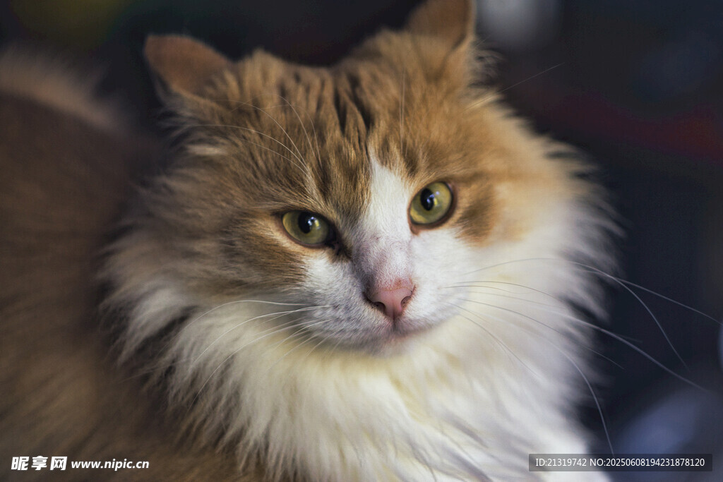 长毛橘猫的可爱特写