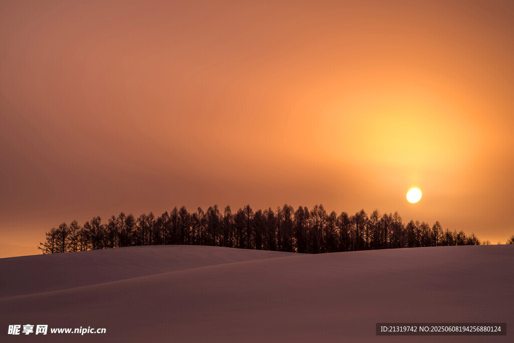 夕阳下的雪地松林景观