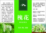 槐花介绍宣传页