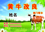 黄牛改良兽医饲料