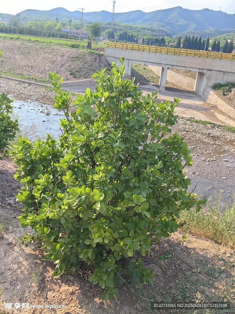 翠绿小树