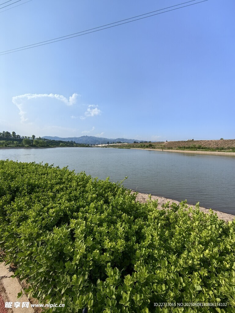 河畔绿植