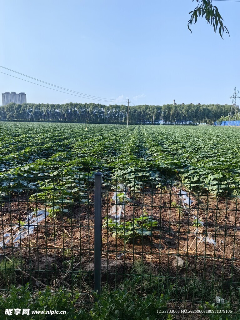 田园风光
