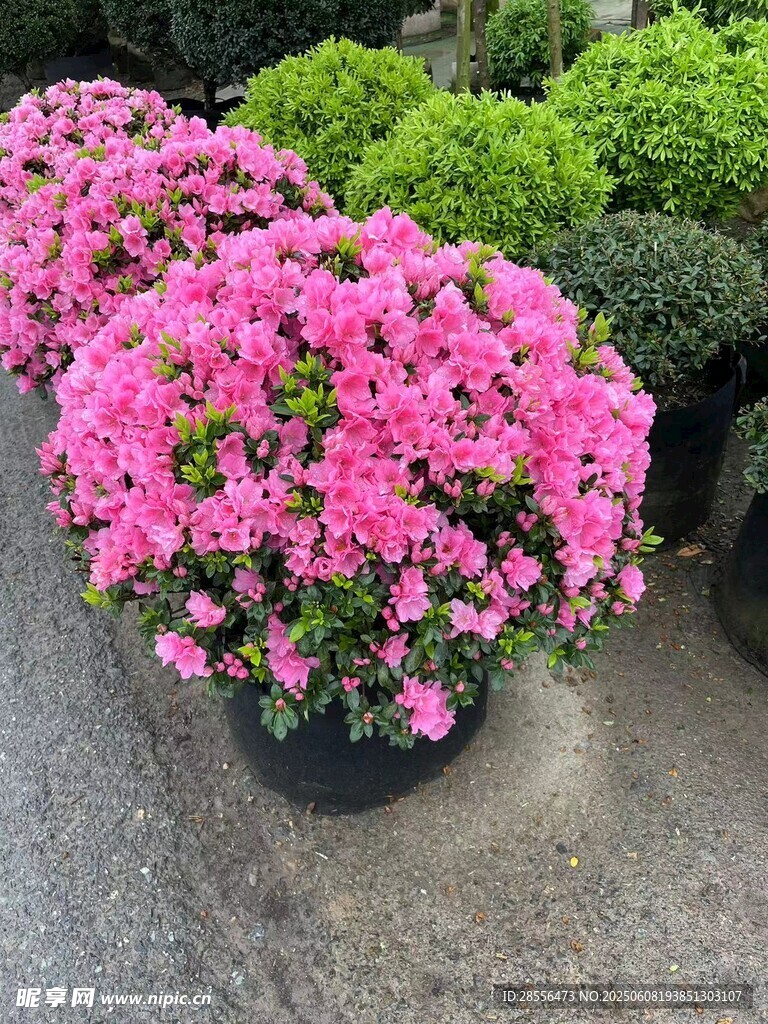 杜鹃花