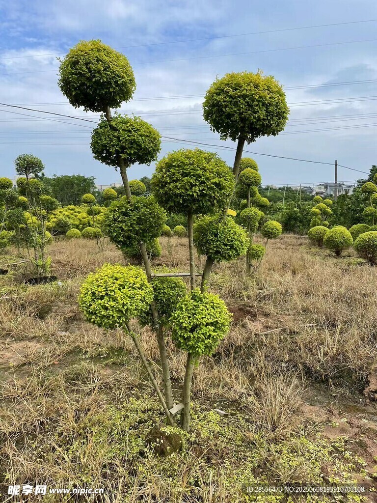 造型亮晶