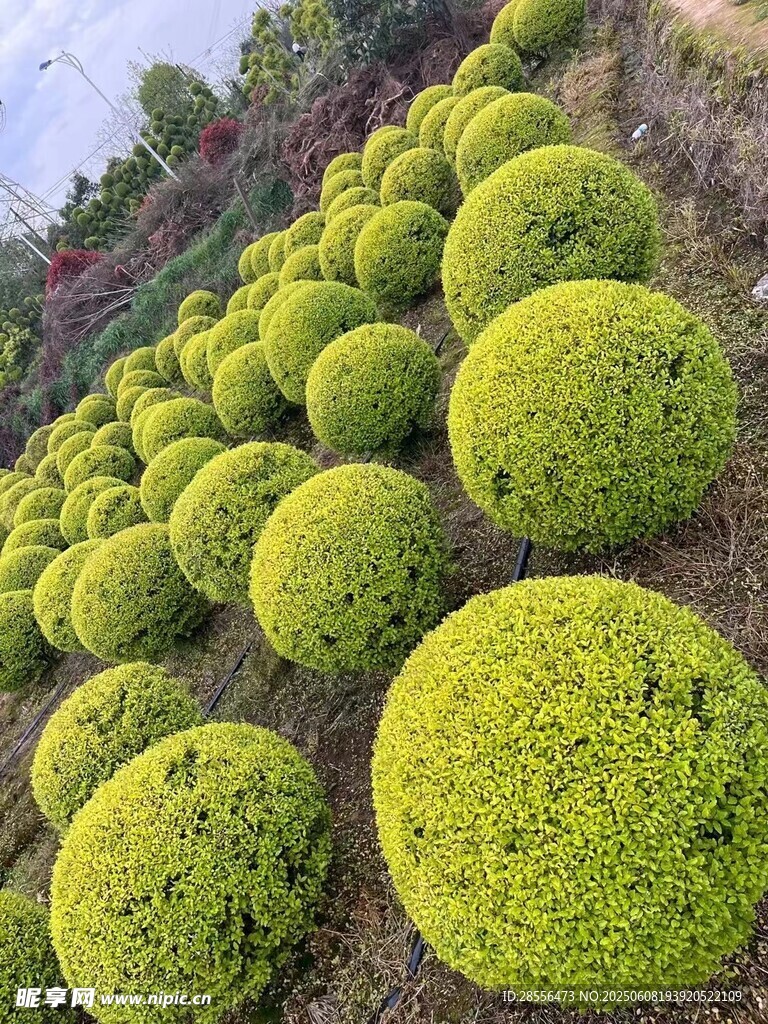 亮晶女贞球