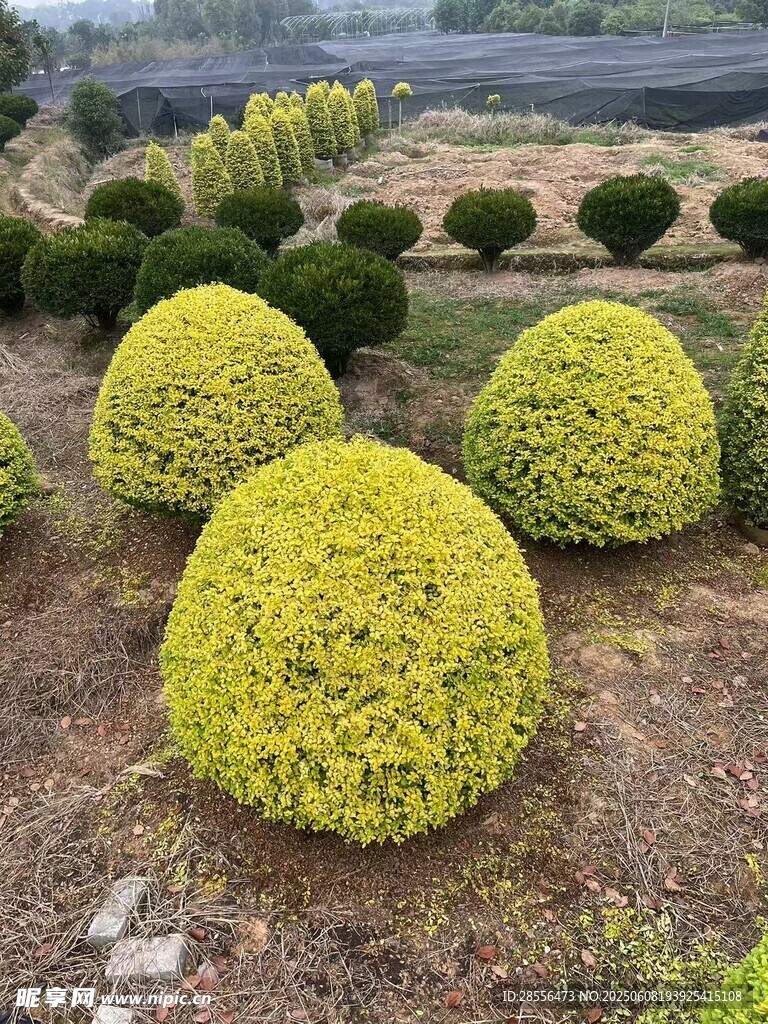 球型亮晶