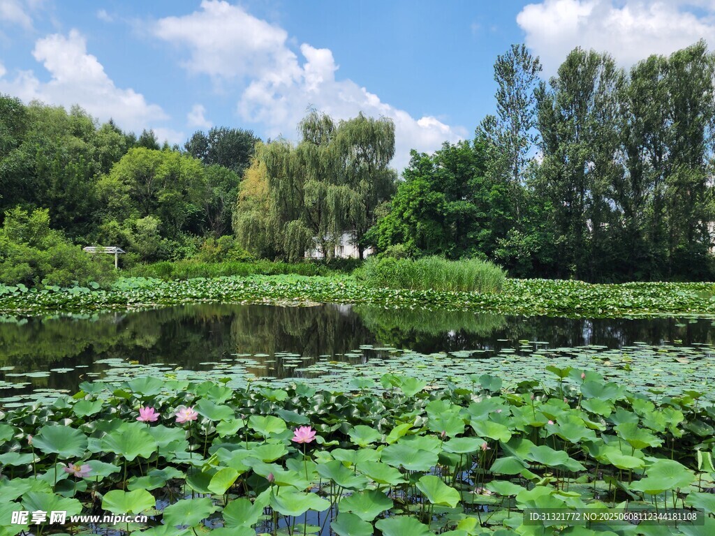 夏日荷塘美景