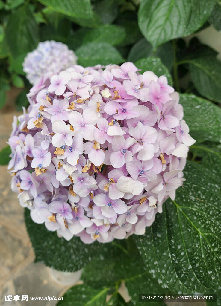 淡紫色绣球花特写