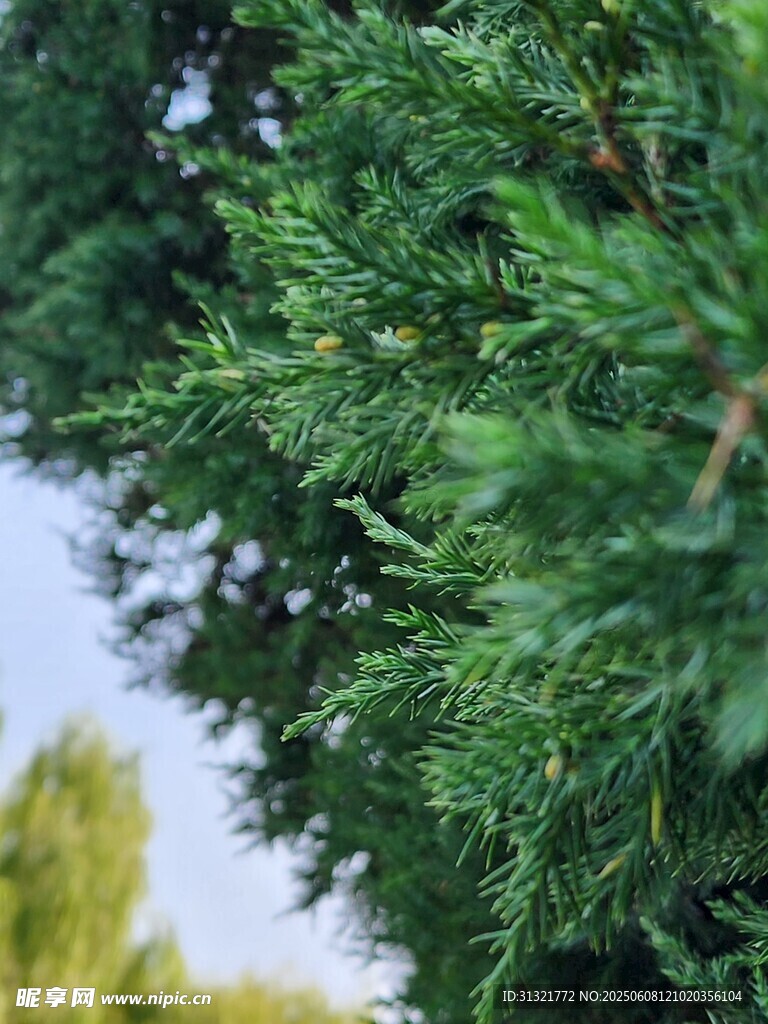 翠绿松枝特写