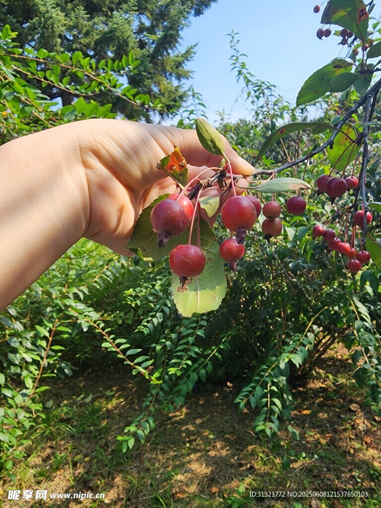 手摘果园中鲜艳红果子
