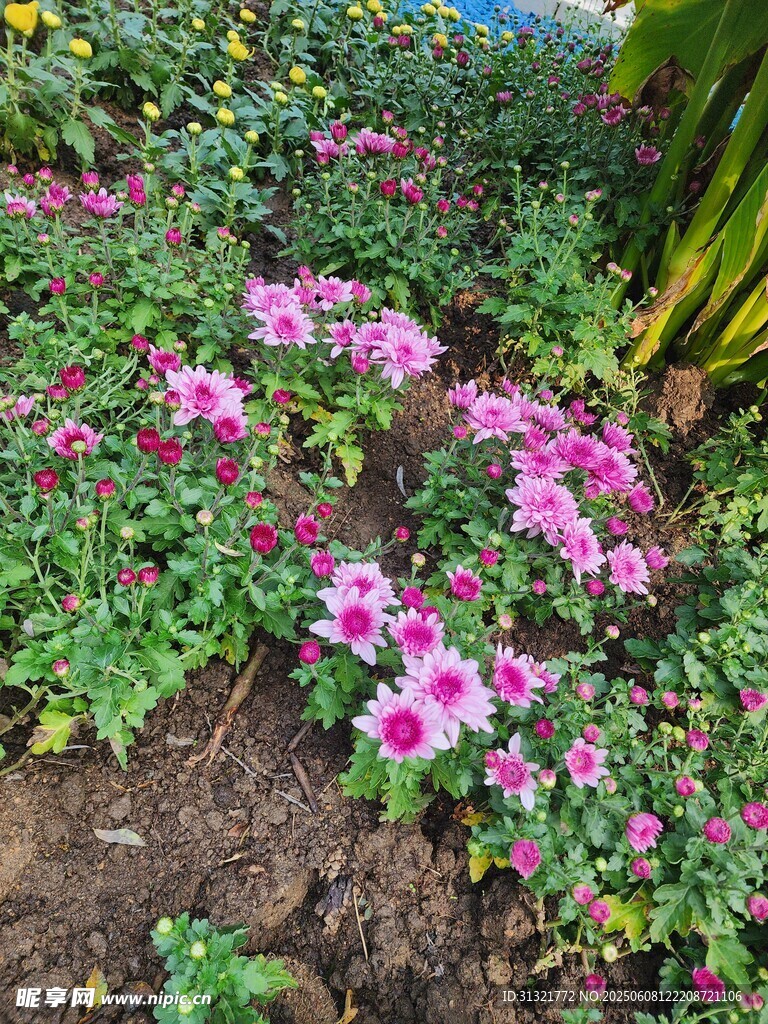缤纷矮牵牛绽放于花园