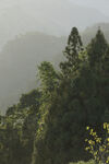 山林 树木