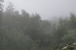 雾 山林